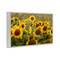 Stupell Industries Central Sunflower in Meadow Framed Giclee, design by Andy Crawford